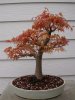 2012 bonsai pix 014.JPG
