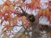 2012 bonsai pix 016.JPG