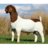 Boer Goat