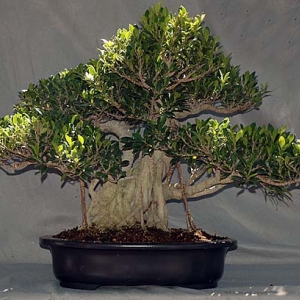 "Golden Gate" ficus