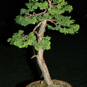 Hinoki Cypress 1994-2013