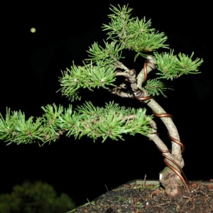 Mugo Pine