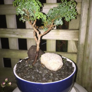 Newbie bonsai
