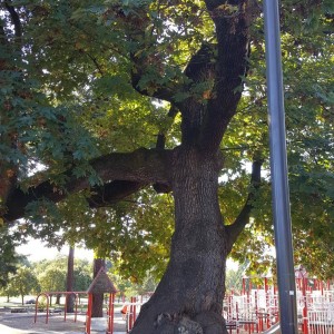 Oak tree marshal park2