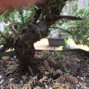 Juniper Front View