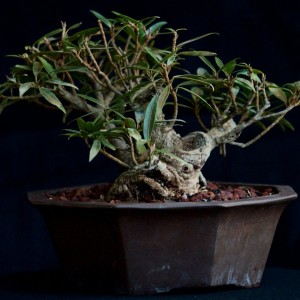 Willow Leaf Ficus Clump