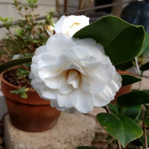 Camellia