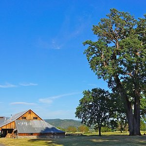 historic-trees-Valley-Fetzer-oak.jpg