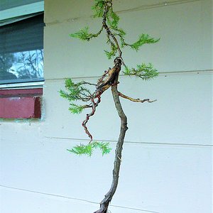 Juniperus Virginiana Literati Bunjin