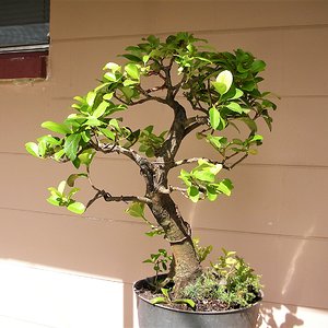 Japanese Privet bonsai