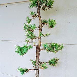 Juniper penjing