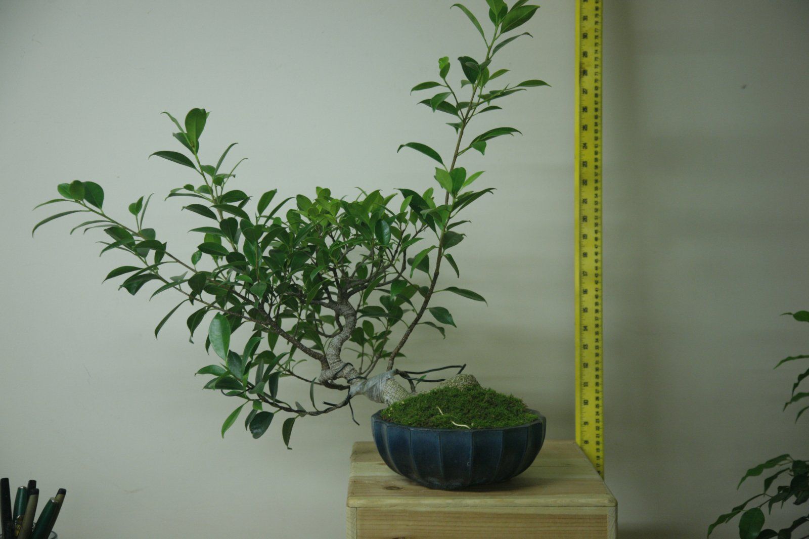 Ficus #2