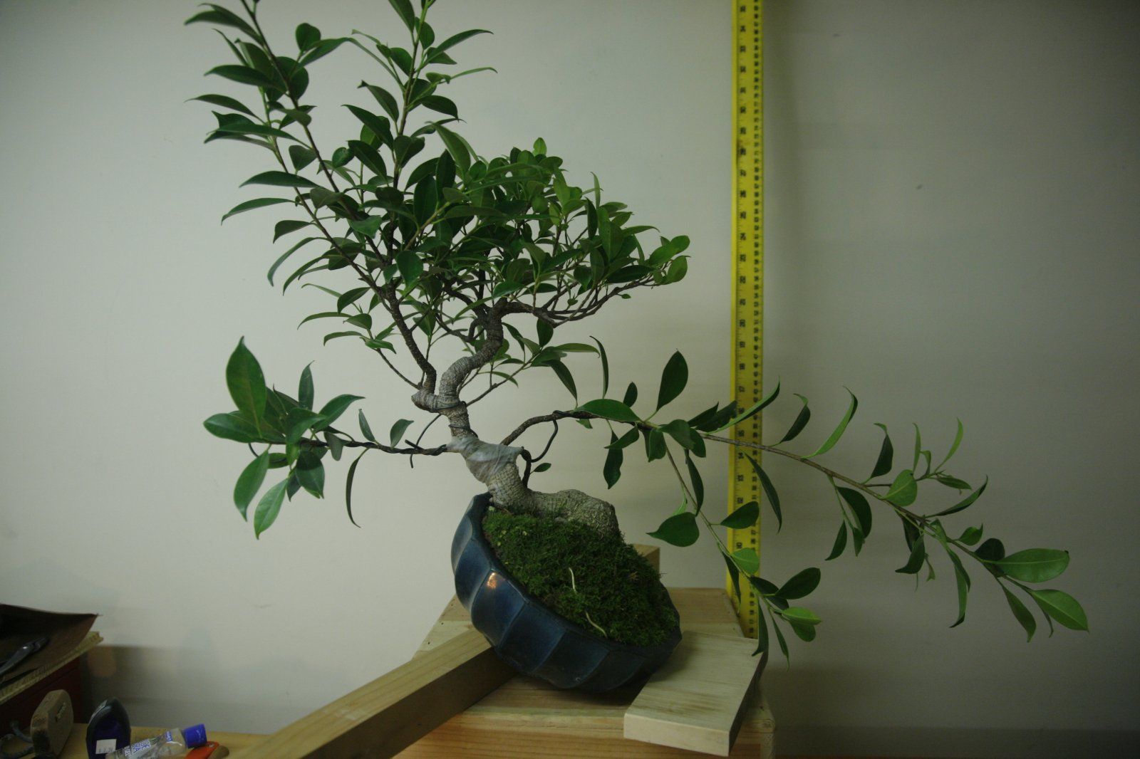 Ficus #2