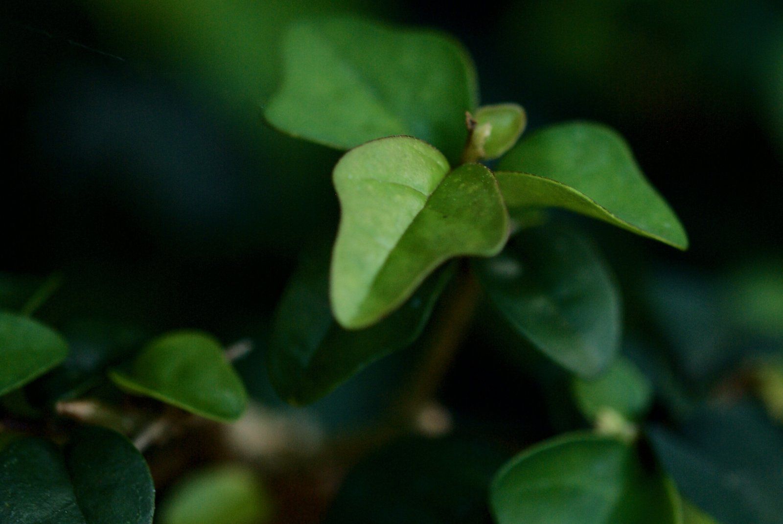 Gmelina leaf