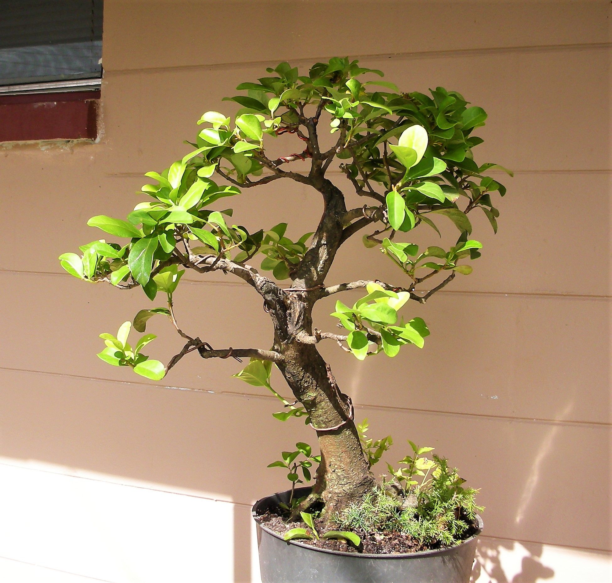 Japanese Privet bonsai