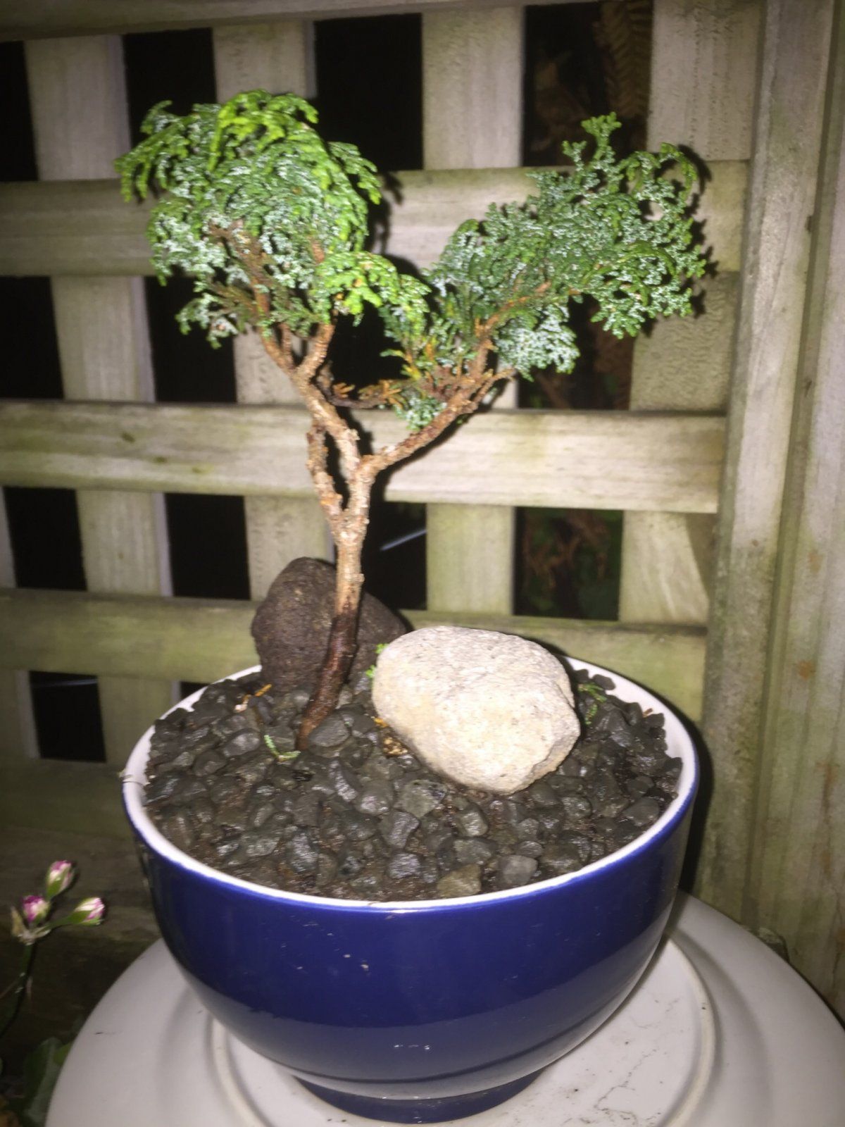 Newbie bonsai