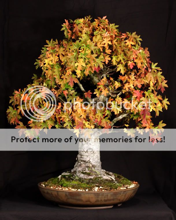 Liquidambar styraciflua Sweetgum | Bonsai Nut