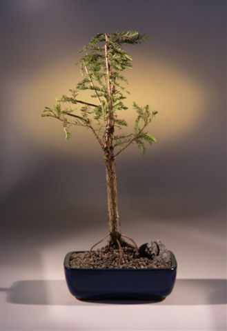 www.bonsaiboy.com