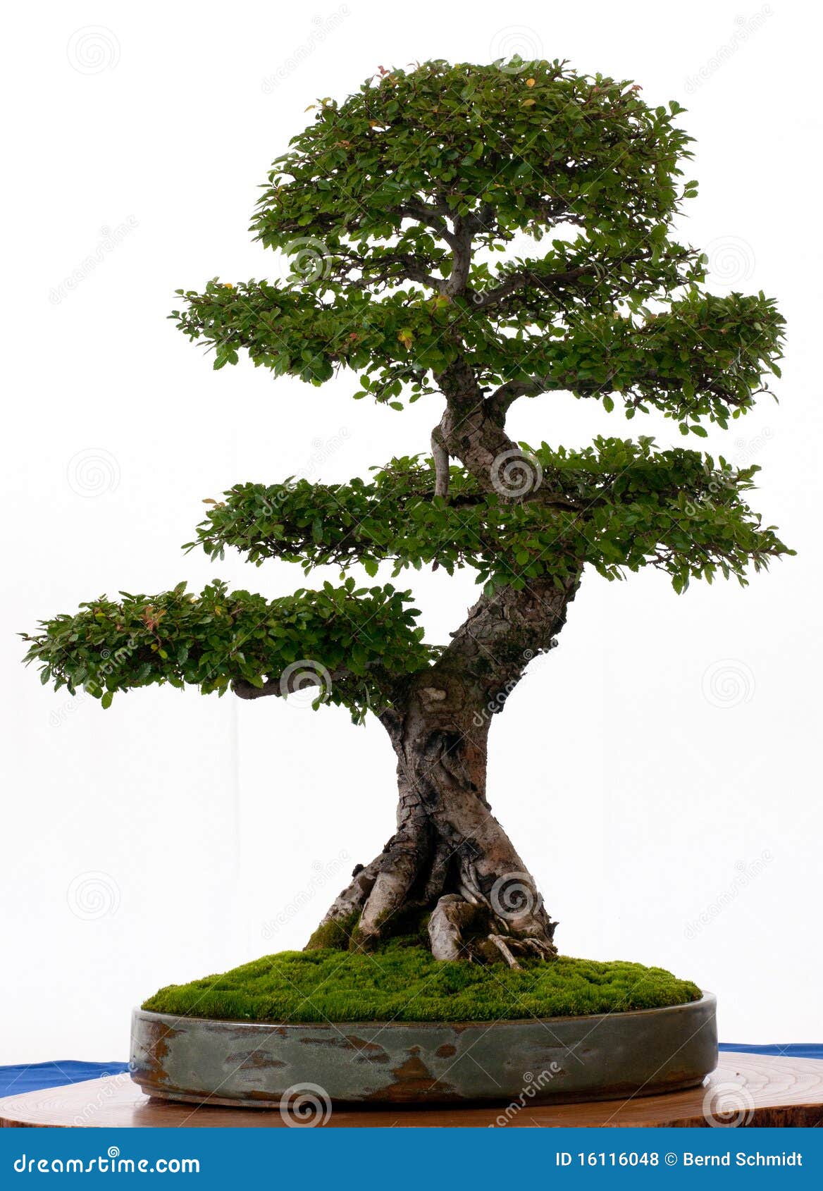 chinese-elm-as-bonsai-16116048.jpg