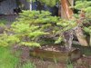 Oregon-Fir-At Collection.jpg