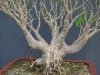 Qld Small Leaf Fig_trunk.jpg