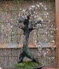 Prunus mume - Weeping 1a.jpg