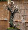 Prunus mume - Weeping 1b.jpg
