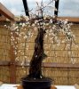 Prunus mume - Weeping 2.jpg