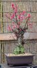 Prunus mume Pink.jpg