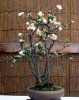 Prunus mume White 1.jpg