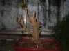 Ficus3.jpg