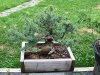 jsw_colospruce3.jpg