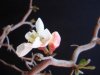 quince flower.JPG