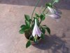 hosta_tiny_temple_chimes_closeup_flowers_001.jpg