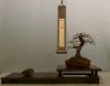 Shohin%20Display%20Carpinus%20coreanum%2027-03-2007%20A4OY.jpg
