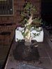bonsai hornbeam 1.jpg