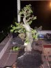 bonsai hornbeam 2.jpg