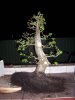 bonsai hornbeam 3.jpg