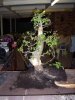 bonsai hornbeam 4.jpg