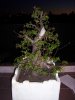 bonsai hornbeam 5.jpg