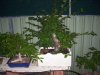 bonsai hornbeam 6.jpg