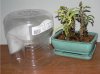 tamarind_cuttings_apr_2007.jpg