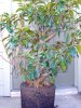 Ficus-PJ1-6-06.jpg