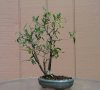 Oak7  2004.jpg