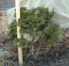 Hinoki 1 Apr '05.jpg