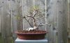 informal_upright_ficus_defoliated_550.jpg