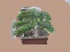 large_ugly_boxwood_virt.jpg