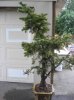 large_blue_spruce_001_500.jpg