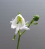 Habenaria radiata 14-09-2007 F.jpg