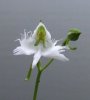 Habenaria radiata 14-09-2007 H.jpg